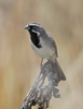 Black throated Sparrow 5017